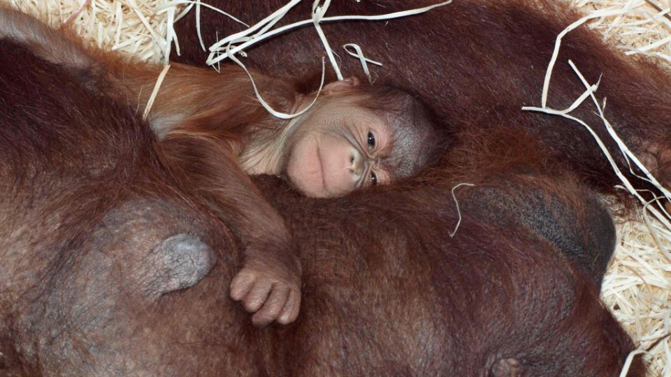 Orangutaní holčička odpočívá