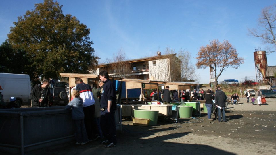 Výlov rybníku Musík u Dublovic na Příbramsku