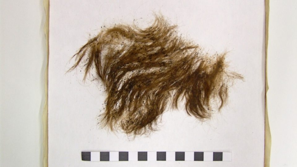 Chomáč vlasů Tycha Braha, odebraný z hrobky roku 1901 je součástí sbírek Muzea hlavního města Prahy. Také z něj vědci odebrali malý vzorek pro porovnání, zda skutečně jde o pozůstatky Tycha Braha. Ve spodní části centimetrové měřítko. Exponát je v tuto 