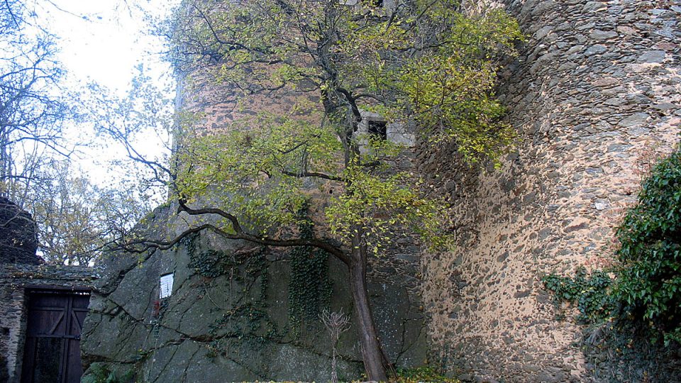 Mohutné zdi středověkého Nového Hrádku uprostřed NP Podyjí