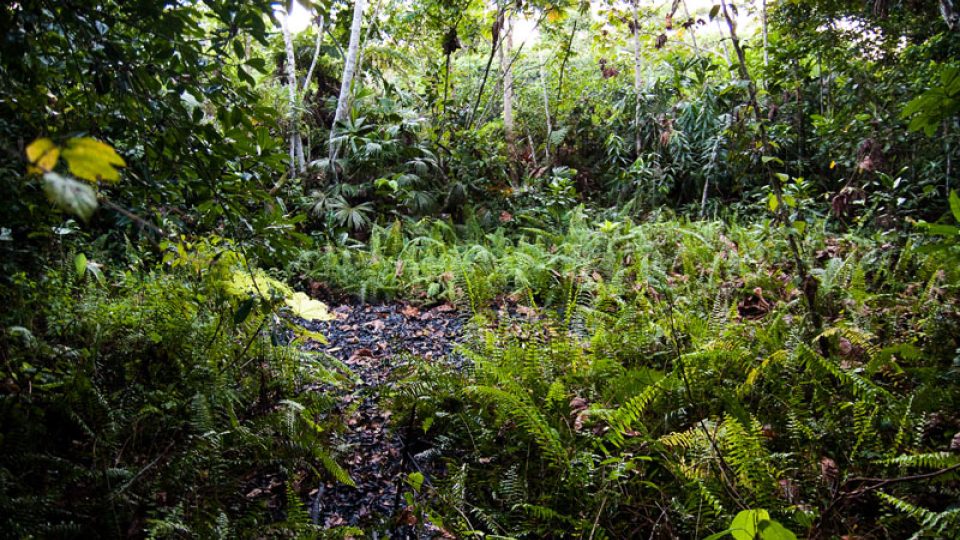 Texaco Toxico - voda v ekvádorské džungli je vysoce toxická. Vodu kontaminovanou ropou pijí místní lidé, zvířata a používá se k závlahám polí.