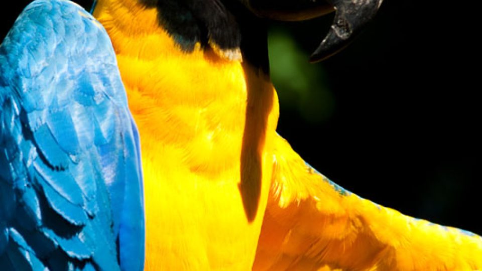 Ara Ararauna - největším nebezpečím je pro ně pokračující kácení tropických pralesů a odchyt ptáků pro chov v zajetí.