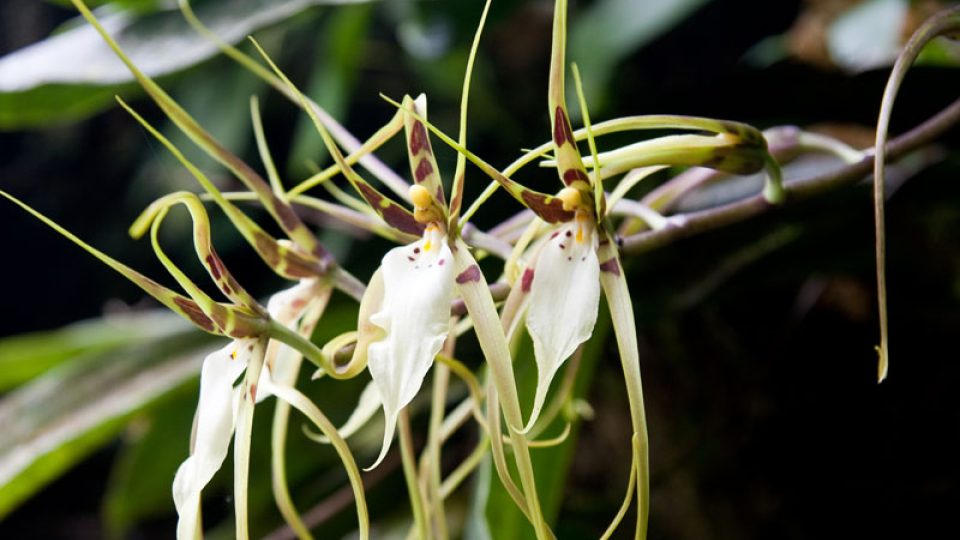 Orchidej - přírodní rozmanitost tropického pralesa je nesmírná.