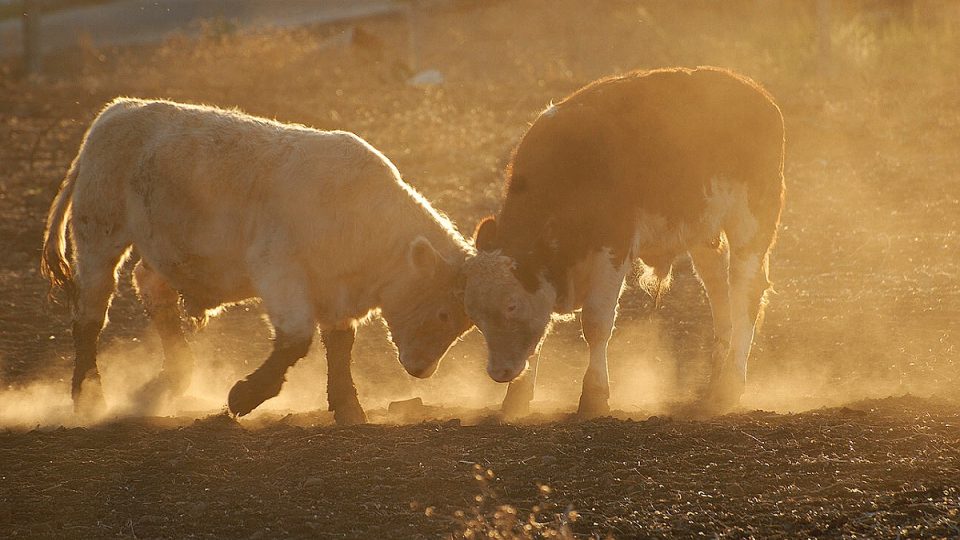 Farmáři svá stáda někdy chrání ilegálním zabíjením šelem a dravců