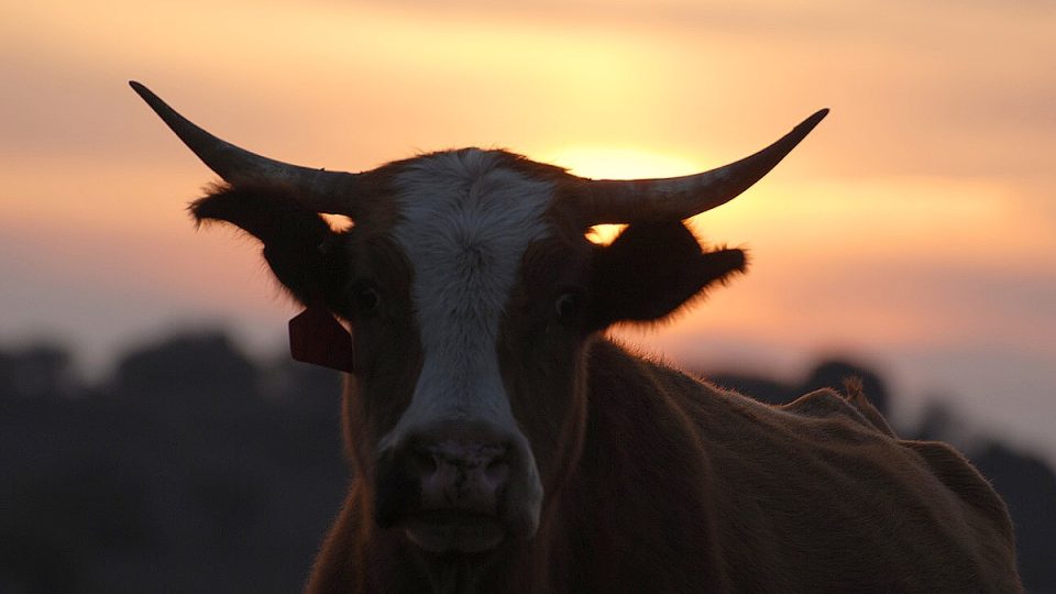 Supi se nejčastěji živí mršinami uhynulých hospodářských zvířat