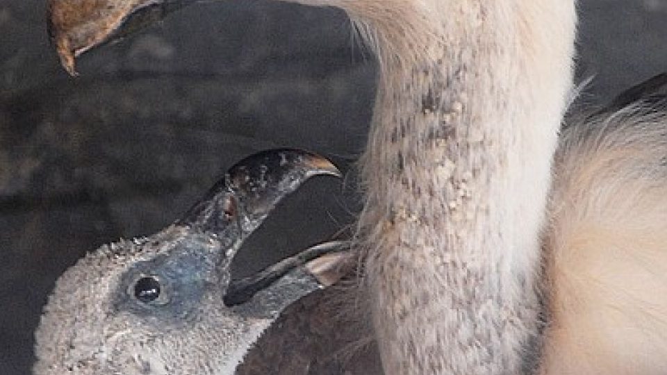 Vycpaní supi,  které zabila otrávená návnada připravená izraelskými farmáři