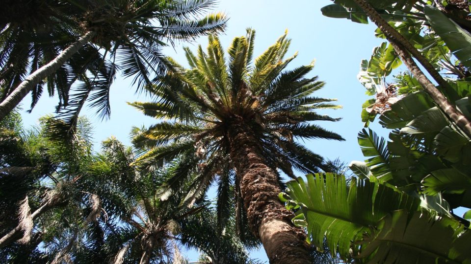Mezi bujnou exotickou vegetací v botanické zahradě v alžírské metropoli se skrývá strom, v jehož větvích se před 80 lety houpal filmový Tarzan