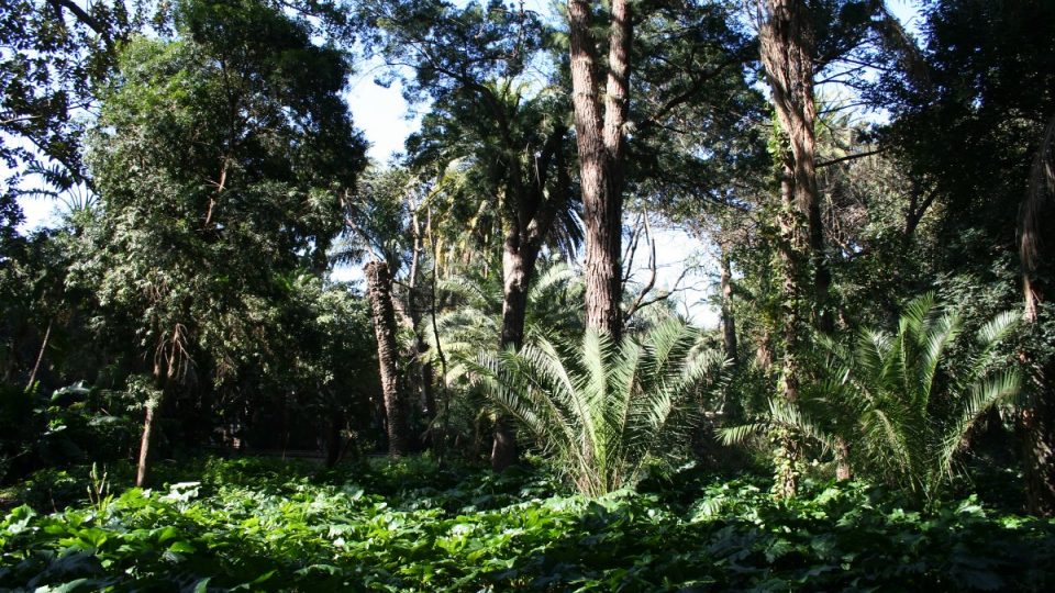 Botanická zahrada Jardin d’Essai du Hamma je oázou klidu v rušném Alžíru