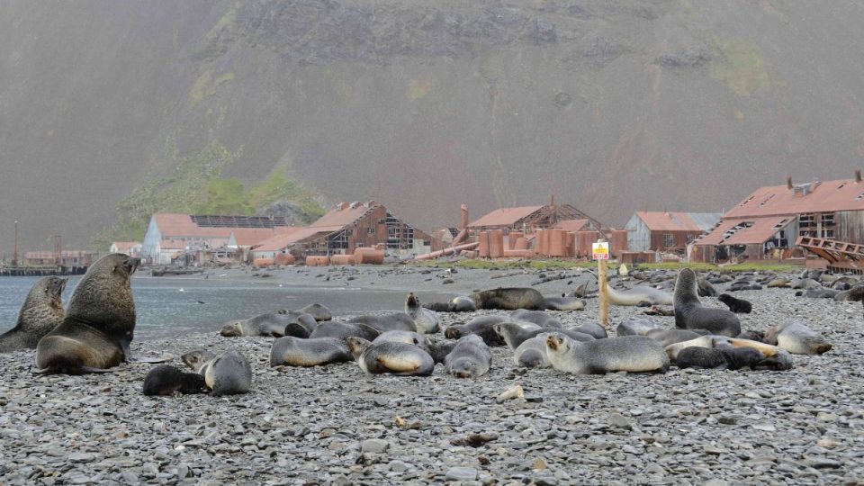 Dnes je bývalá velrybářská základna Stromness jen pustým chátrajícím a vylidněným místem, v němž vládu přejali tuleni a lachtani antarktičtí