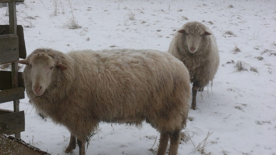 Ohrada u Krušlovského včelína