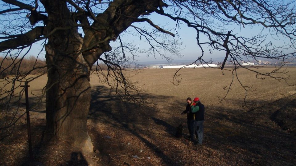 300 let starý dub u Postřižína (4)