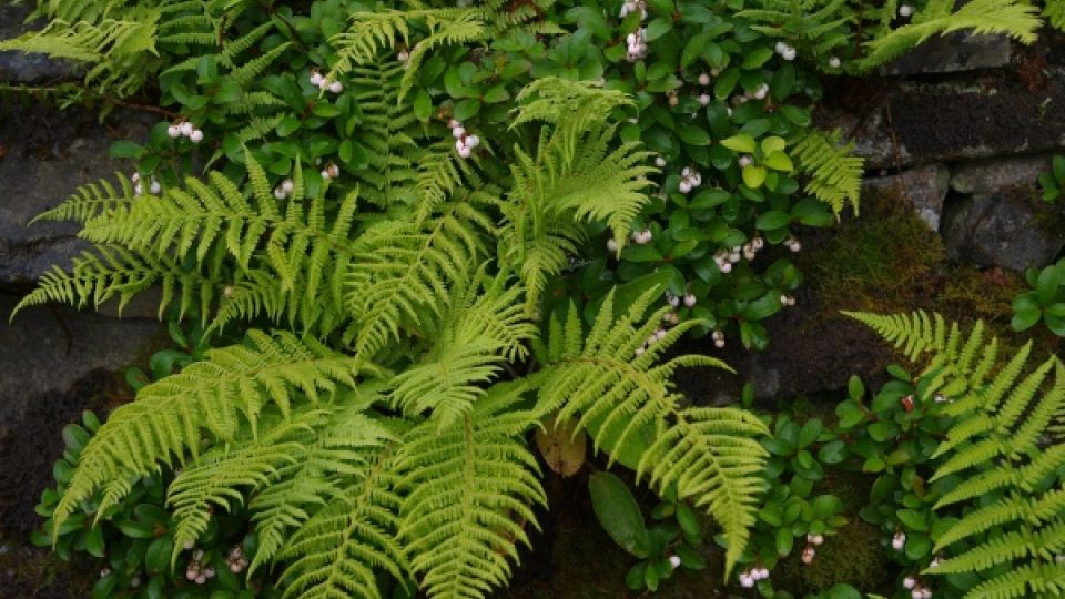Ve skalničkové zahradě Jacka Dryka v drsných kopcích Skotska se nejlépe daří horským rostlinám