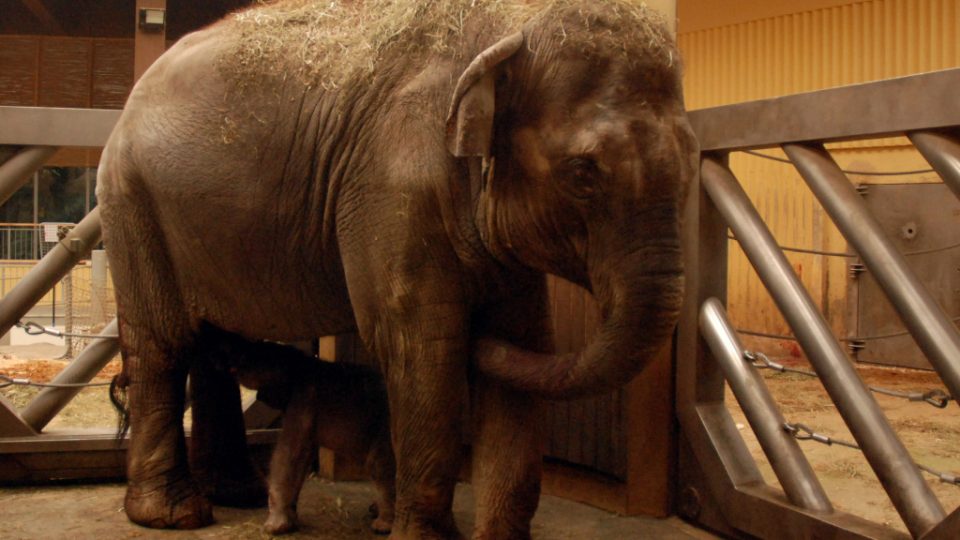 První sloní mládě v Zoo Ostrava