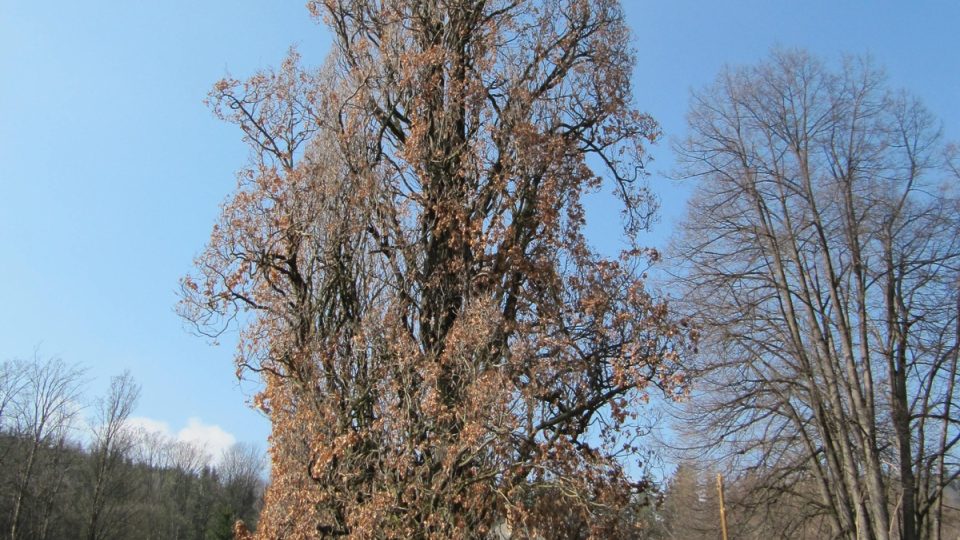 Obyvatelé Prachatic brání vzácný dub v areálu bývalých lázní