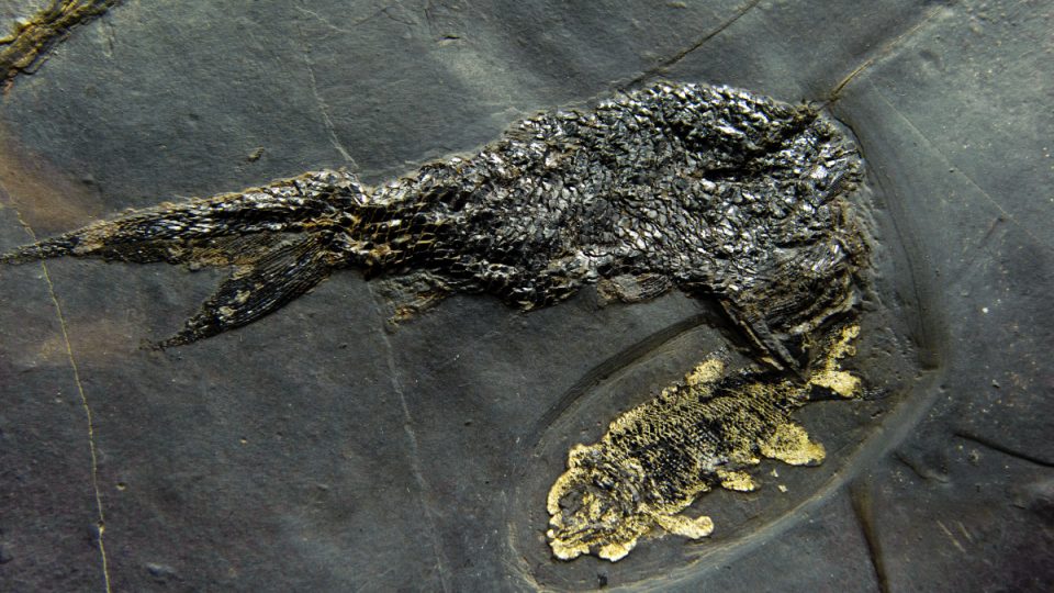 Dvě sladkovodní paprskoploutvé ryby Paramblypterus rohani, které žily před 298 miliony let (perm) v místě dnešních Semil. Nález je z břidlic rudnického obzoru vrchlabského souvrství. (exponát ze sbírky Geosvět a.s.)