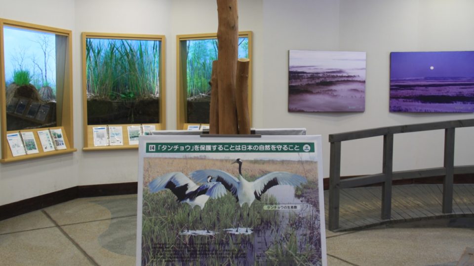 Tanec jeřábů japonských zachycený na jednom z panelů místního ekologického muzea