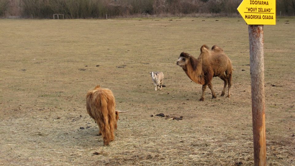 Velbloudi se u cesty k farmě pasou po celý rok