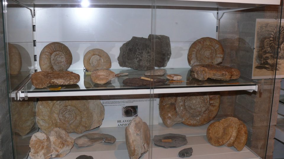 Muzeum fosílií II