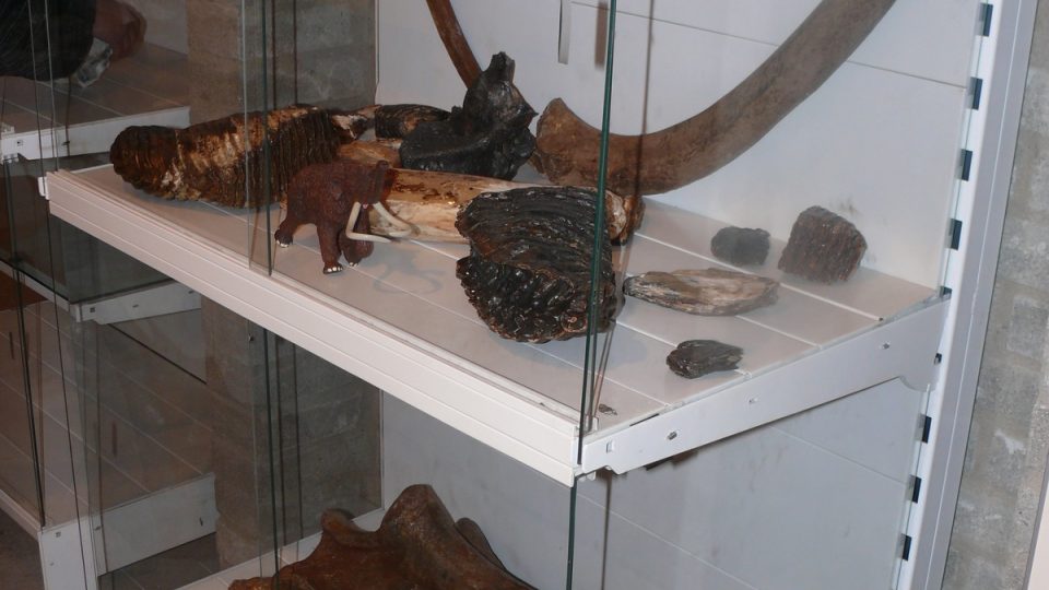 Vitrína s pravými kostmi, kly a zuby mamutů či dinosaurů