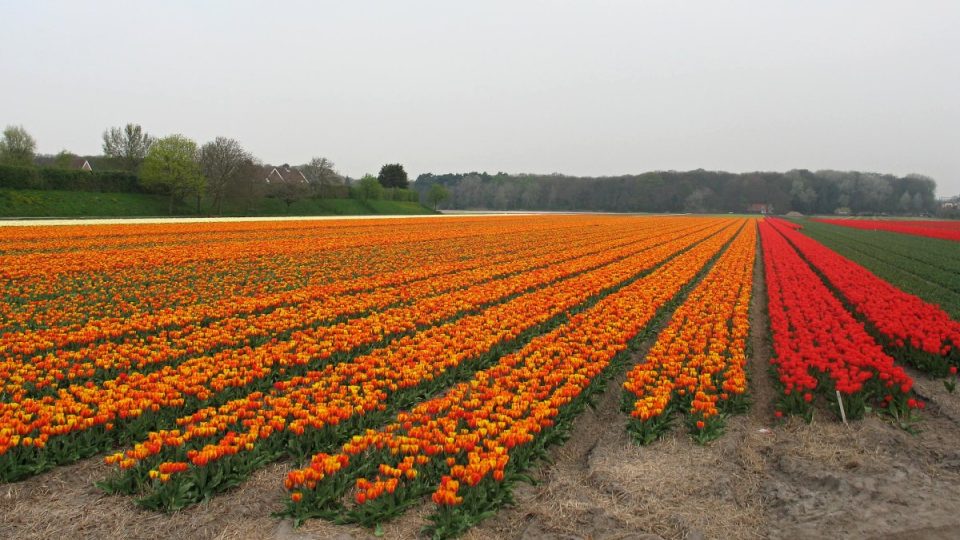 Nizozemské tulipánové lány – pro většinu cizinců synonymum Holandska