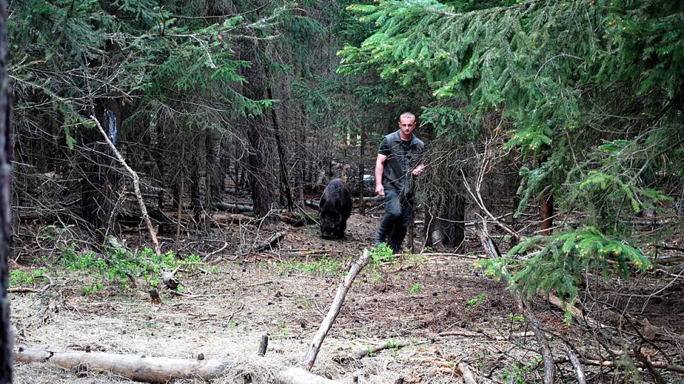 Lesník Miloslav Zikmund s divokým prasetem v zádech v lesích bývalého vojenského prostoru Ralsko