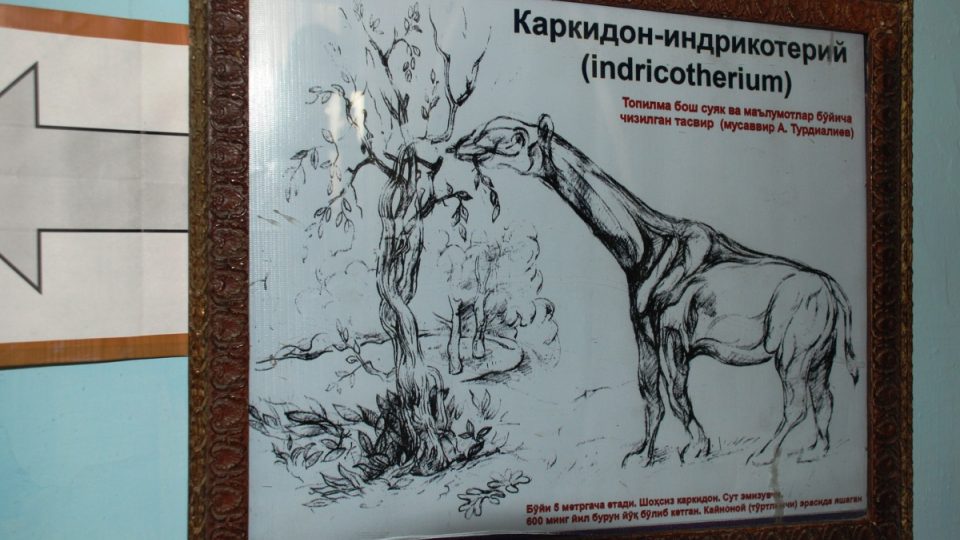 Indricotherium mělo dlouhý krk, aby dosáhlo na listy stromů. I přesto je však považováno za prapředka dnešních nosorožců