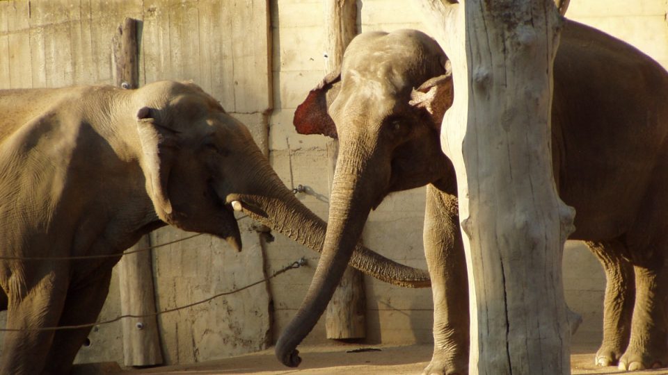 Zoo Praha chová slony už od roku 1933