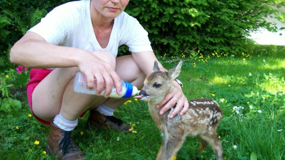 Záchranná stanice pro zvířata ve Vlašimi - kolouch