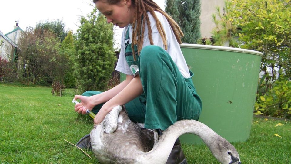 Záchranná stanice pro zvířata ve Vlašimi - ošetření labutě