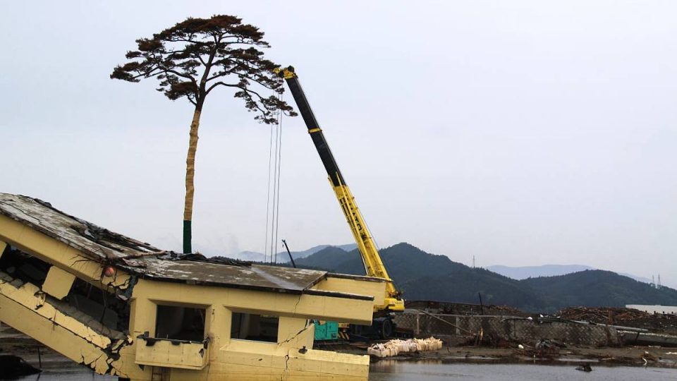 Vlnu tsunami přestála pouze jediná borovice