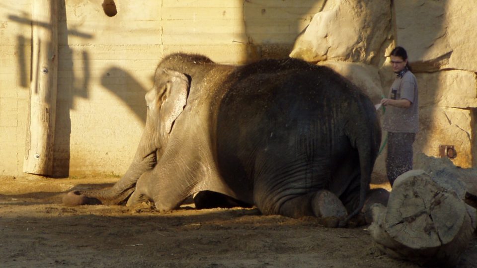 Spolupráce ošetřovatelů se sloními samicemi v Zoo Praha je možná díky povelům, které zvířata perfektně ovládají