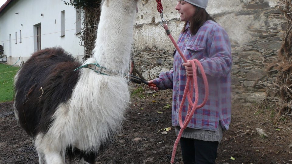 Žaneta Fabiánová s lamou na velbloudí farmě Bítov