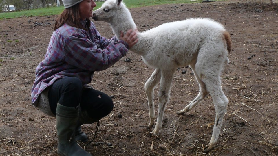 Žaneta Fabiánová z farmy Bítov s mládětem lamy