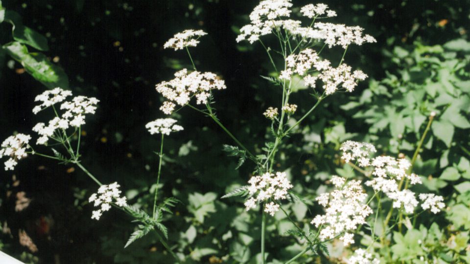 Kerblík třebule (Anthriscus sylvestris)