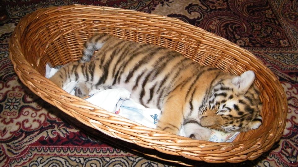 Tygřík z cirkusu Jo-Joo v Českém rozhlase Sever Tygřík z cirkusu Jo-Joo v Českém rozhlase Sever