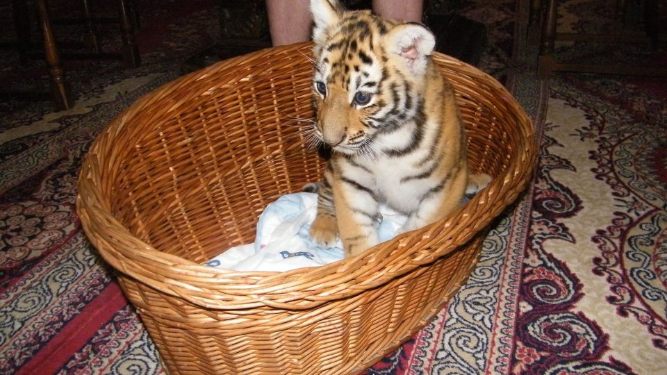 Tygřík z cirkusu Jo-Joo v Českém rozhlase Sever Tygřík z cirkusu Jo-Joo v Českém rozhlase Sever