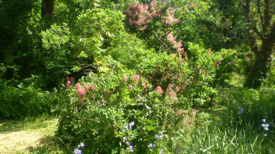 Arboretum v Szeleste vzniklo údajně na základě výtvarné vize italského malíře