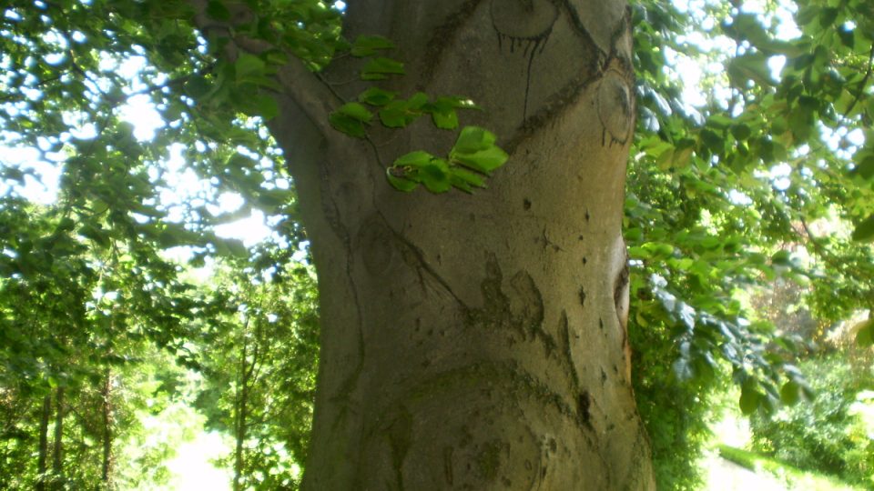V korunách stromů arboreta se rozléhá všudypřítomný ptačí zpěv
