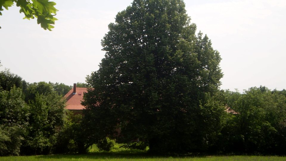 Arboretum v Szeleste patří k nejkrásnějším parkům Maďarska