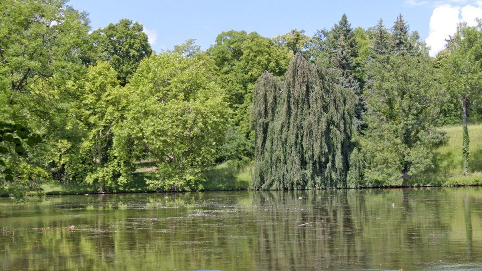 Buk lesní - převislý