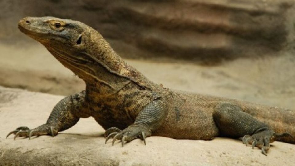 Pražská zoo se svým úspěšným odchovem varana komodského zařadila mezi nejlepší zoologické zahrady světa