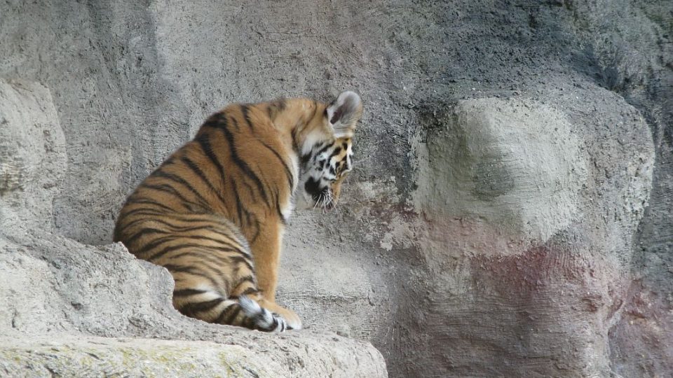 Přímý přenos ze ZOO Dvůr Králové nad Labem