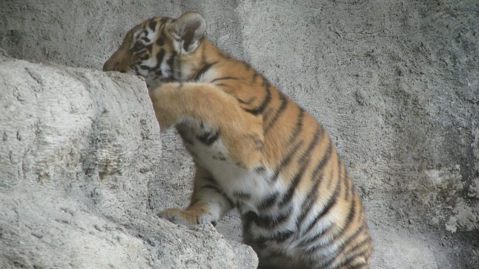 Přímý přenos ze ZOO Dvůr Králové nad Labem