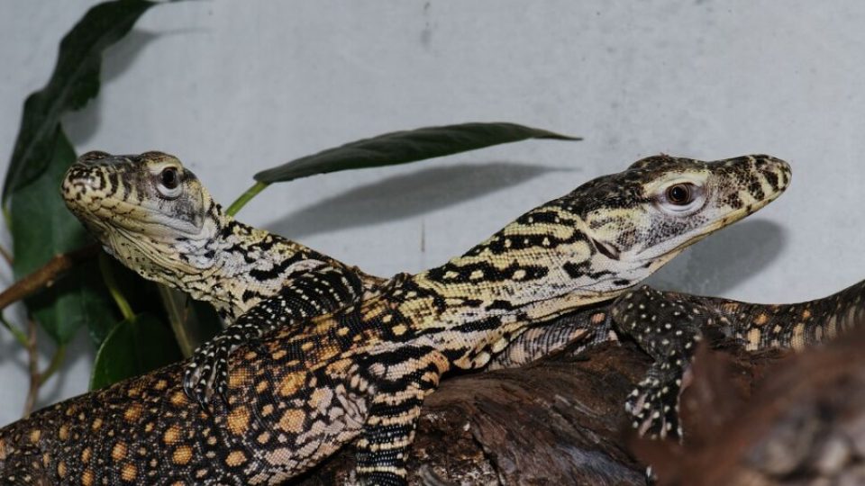 Mláďata varanů komodských jsou v Zoo Praha odchovávána ve speciálním teráriu v pavilonu želv