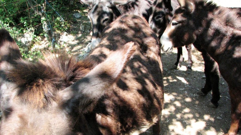 Osel není vůbec tvrdohlavé ani hloupé zvíře, tvrdí dalmatský chovatel