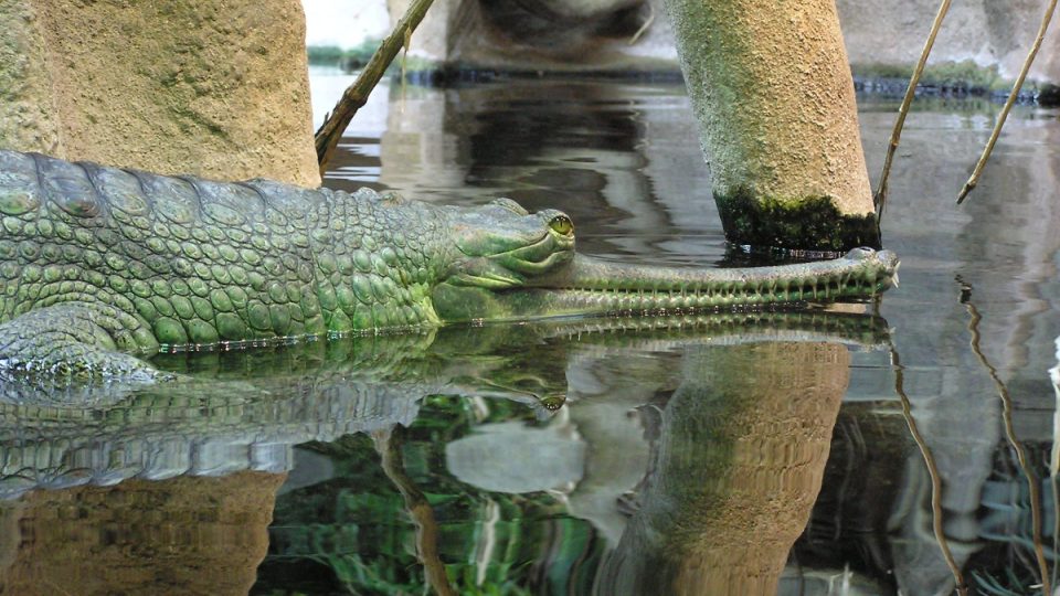 V přírodě žije posledních 200 gaviálů. Zoo Praha bojuje za jejich záchranu