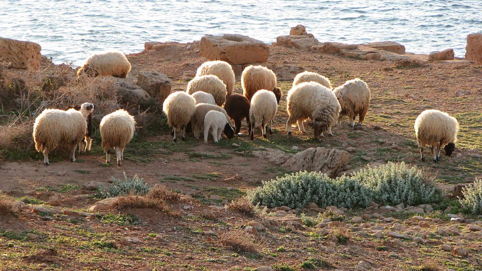 Stádo pasoucích se ovcí