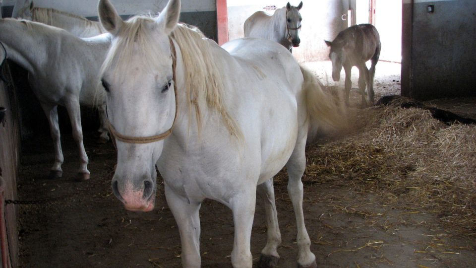 Chovem lipicánů se proslavilo Slovinsko, jejich stádo však mají i v chorvatském Lipiku