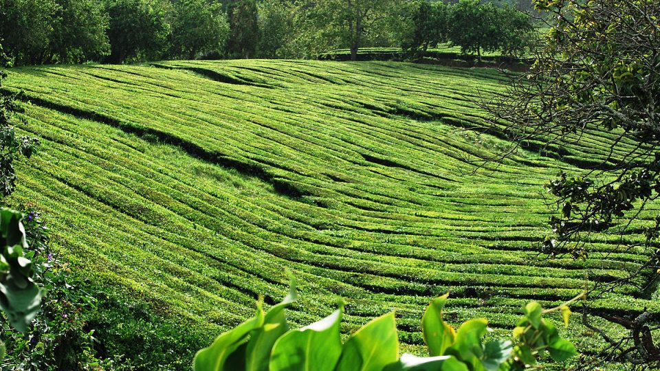 Čajové plantáže na Azorských ostrovech