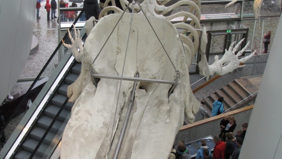 Skelet plejtváka obrovského zavěšený ve vstupní hale je dlouhý 35 metrů
